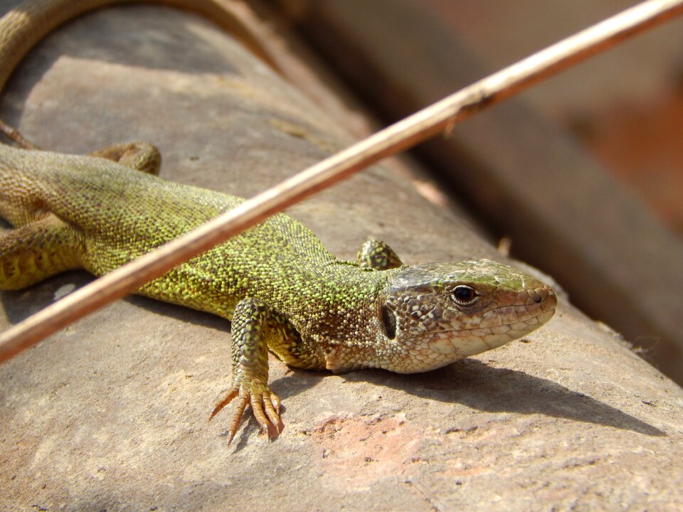 Reptile animal wild
