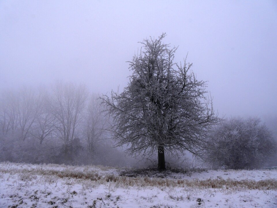 Nature snow winter