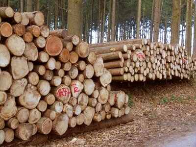 Log timber industry cut down