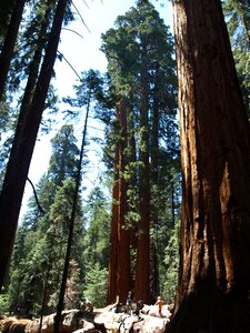 California sequoia trees high photo