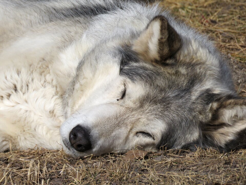 Sanctuary rehabilitation fur