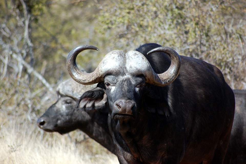 Wildlife africa mammal