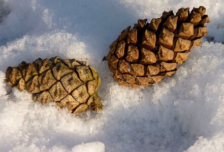 Nature conifer close up photo