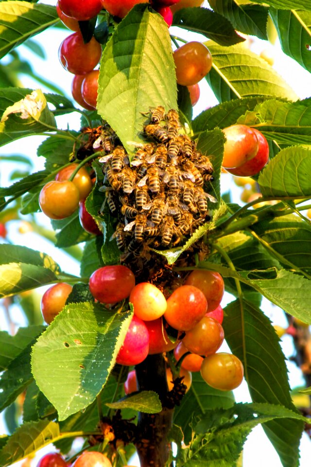 Cherries bees insect