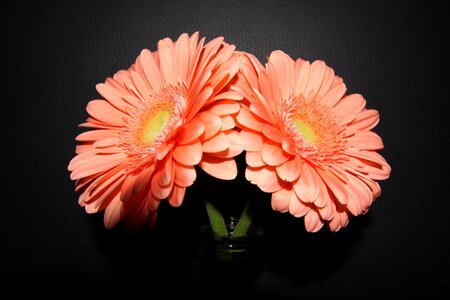 Bloom colorful orange photo