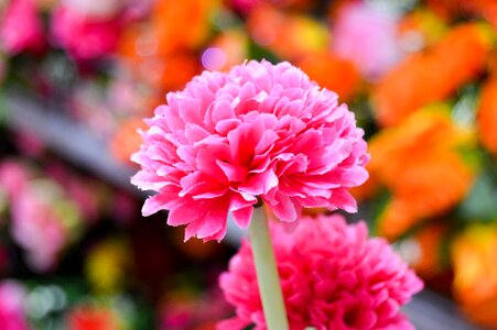 Pink flower decoration photo