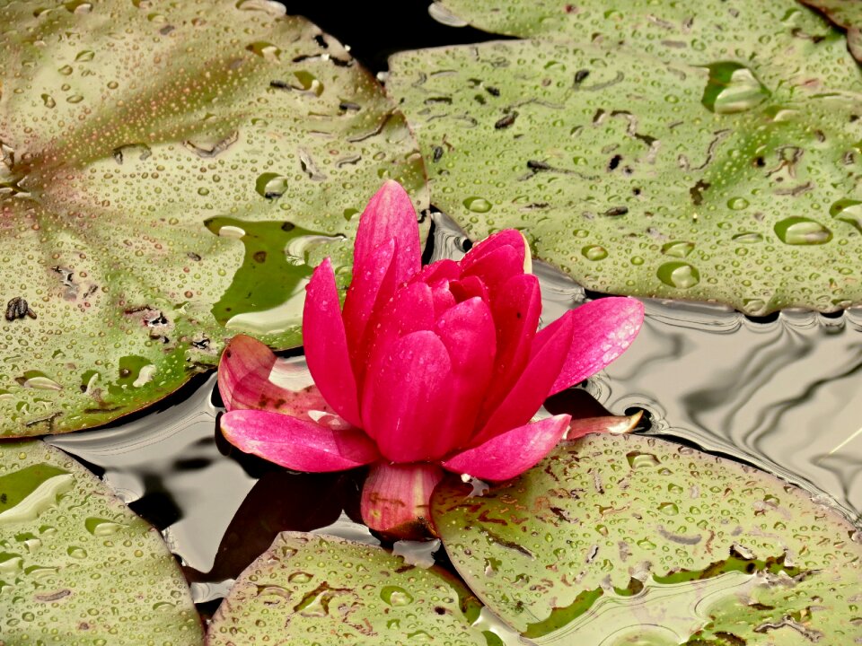 Nature blossom bloom