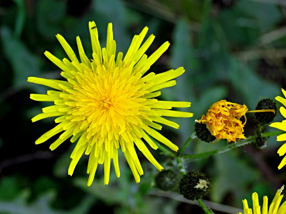 Flower yellow plant
