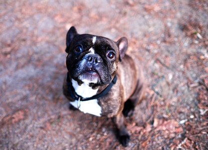 Pet purebred dog lap dog