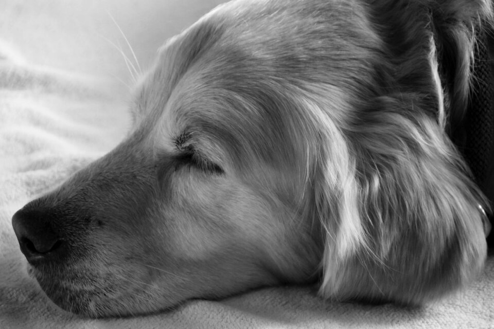 Wilma dog black and white