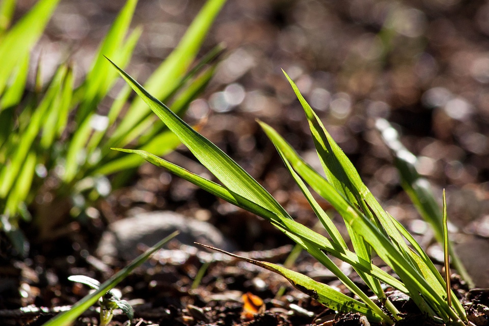 Nature backlighting spring