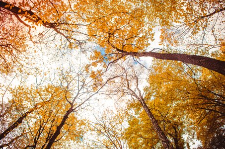 Golden autumn yellow leaves listopad photo