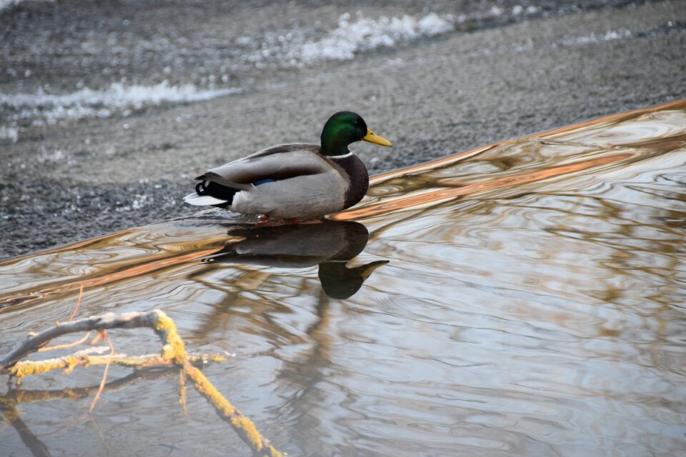 Water river animal