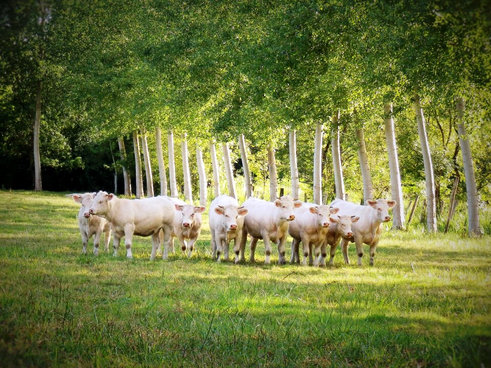 Pasture prairie agriculture