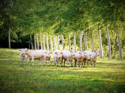 Pasture prairie agriculture