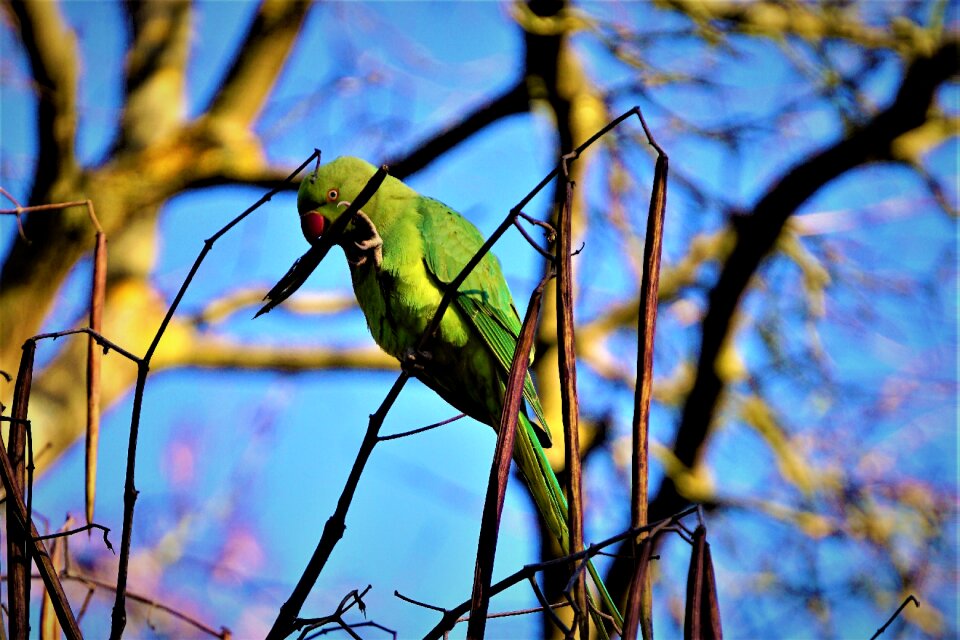 Parakeet bill colorful