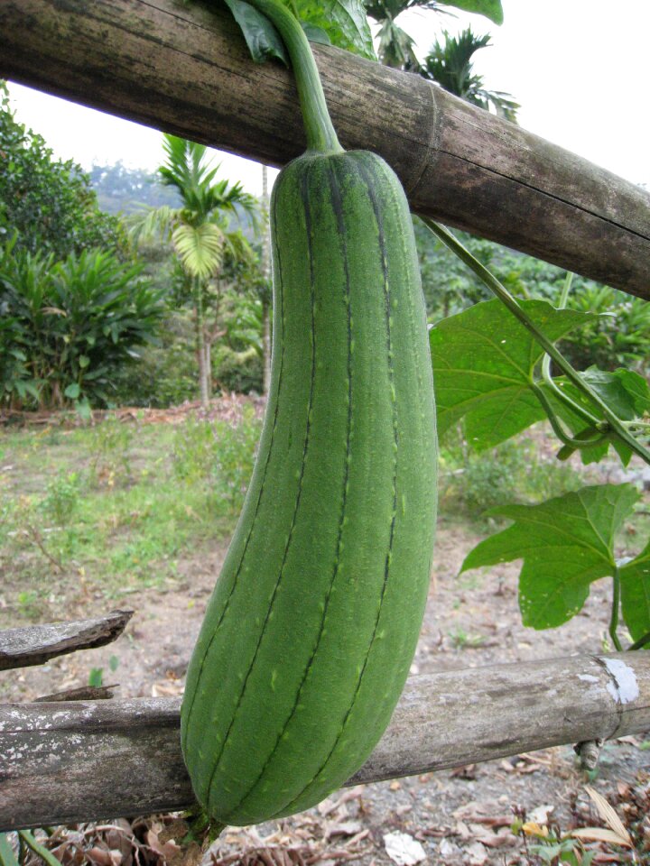 Snake melon vegetables green