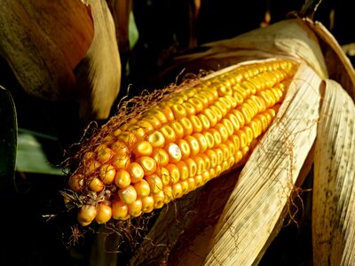 Corn plant food photo
