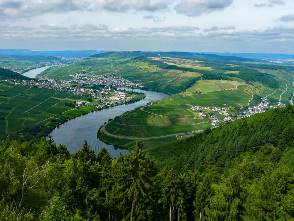 Germany wine vineyards