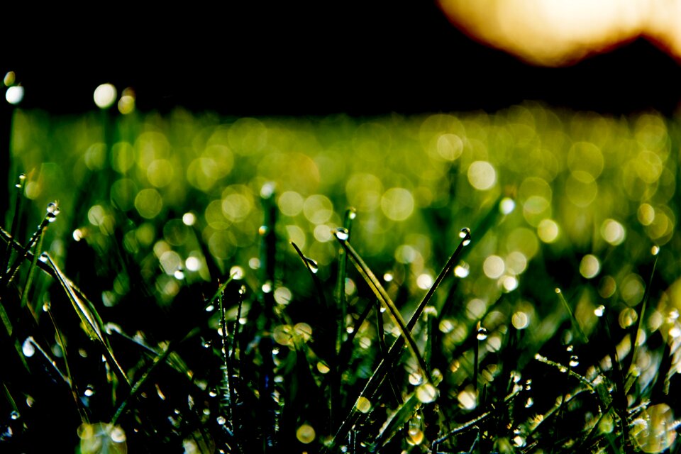 Morning sun meadow grass