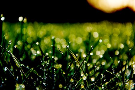 Morning sun meadow grass photo