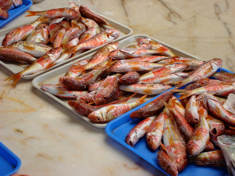 Fish url Free photos