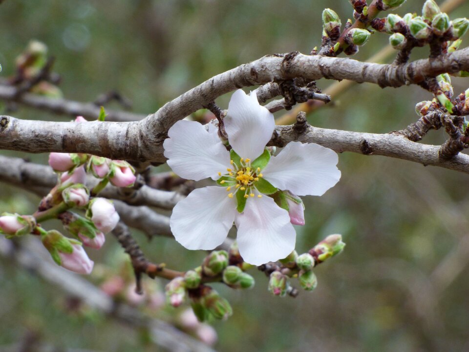 Almond tree outbreak flowering