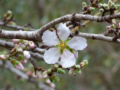 Almond tree outbreak flowering