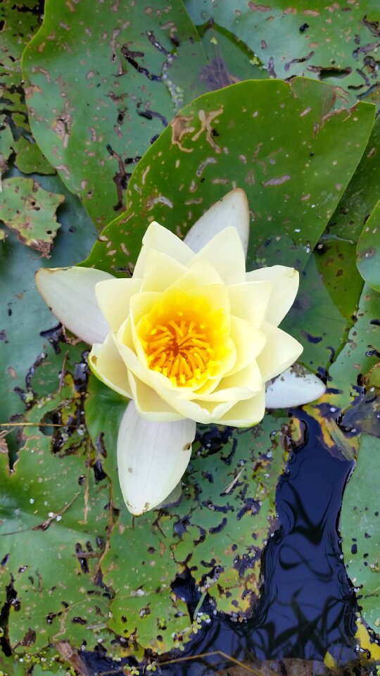 Aquatic flower flower botany