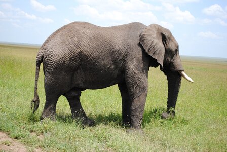 Serengeti park wild