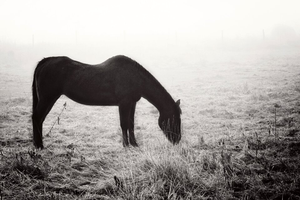 Graze grass mysterious
