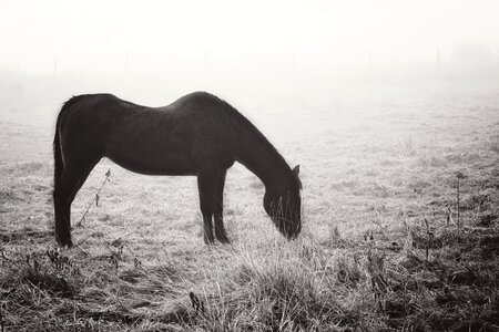 Graze grass mysterious