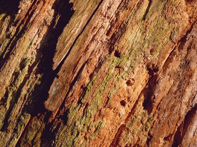 Log tree wood photo