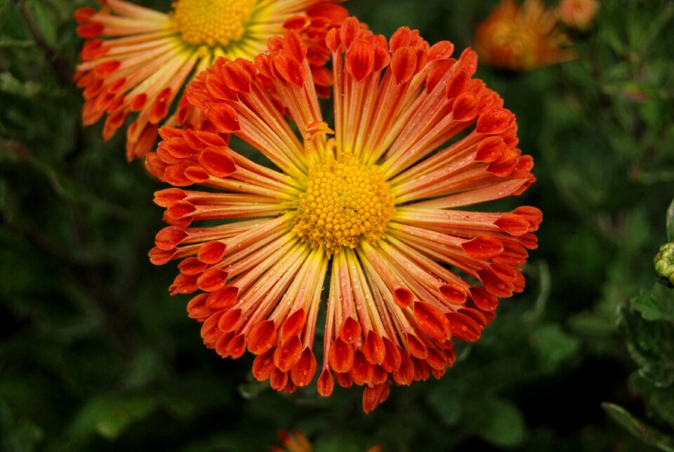 Chrysanthemum havel flover