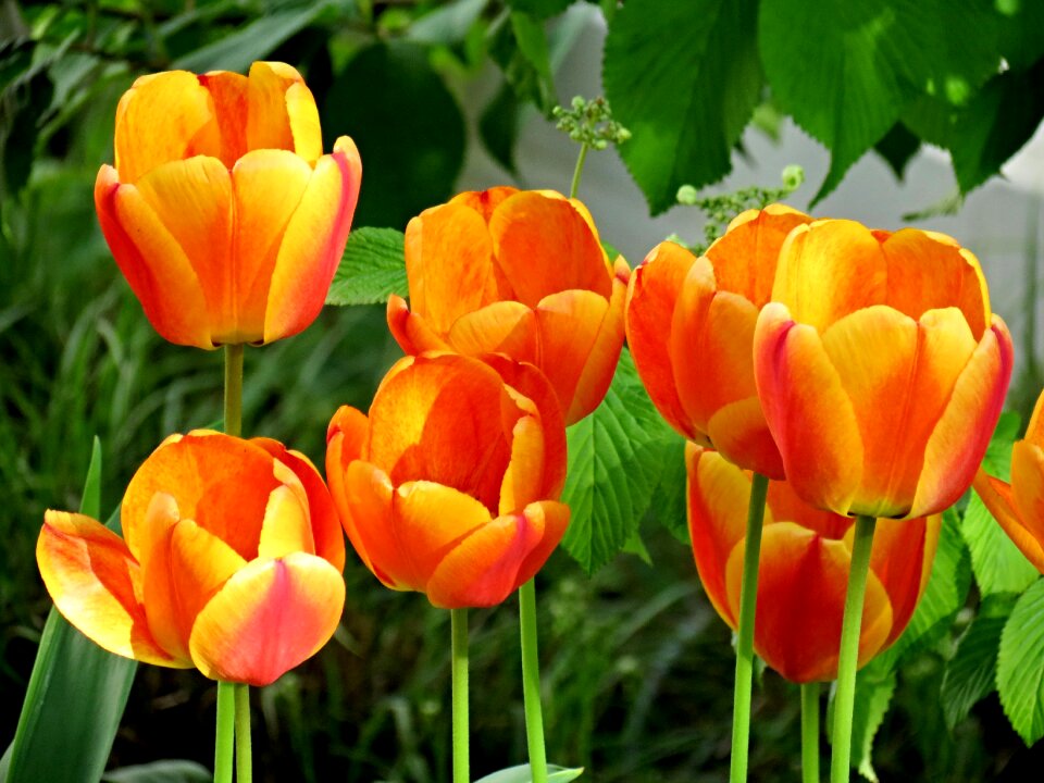Bloom flower spring
