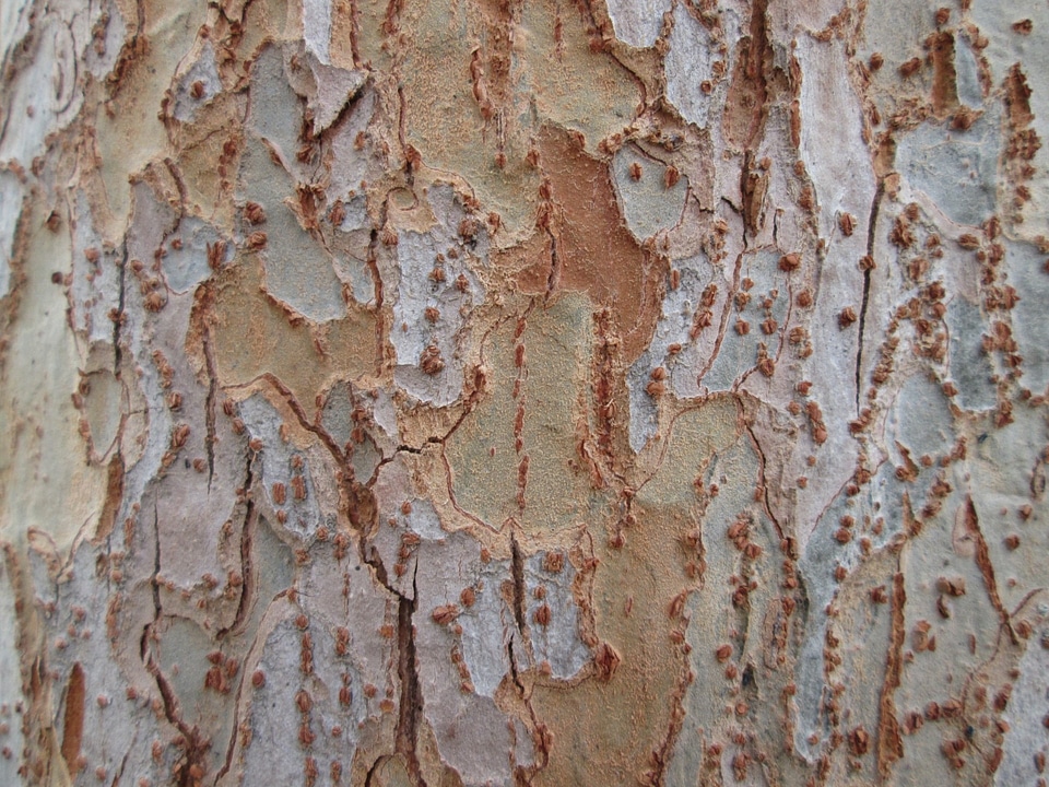 Texture nature vegetation