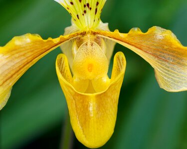 Flower blossom bloom photo