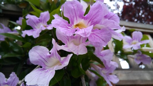 Violet tree ball