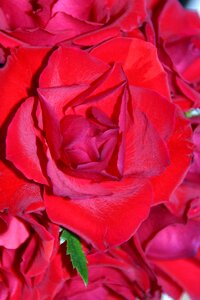 Bloom flowers red