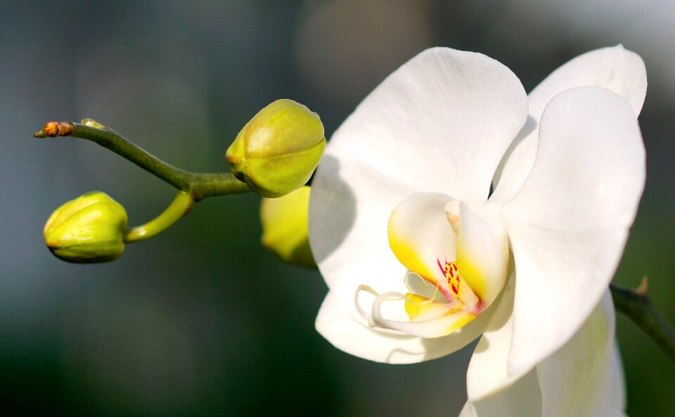 White blossom blossom bloom