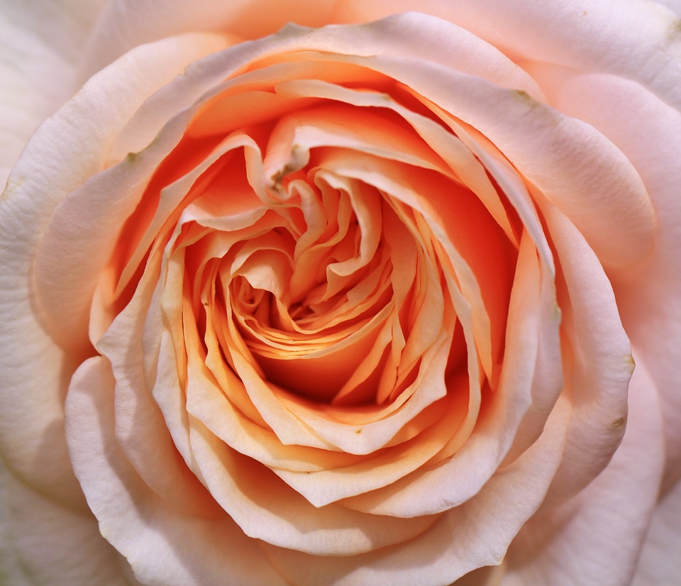 Blossom bloom flower