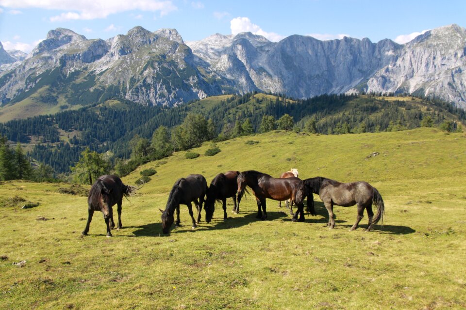 Mountains alm landscape