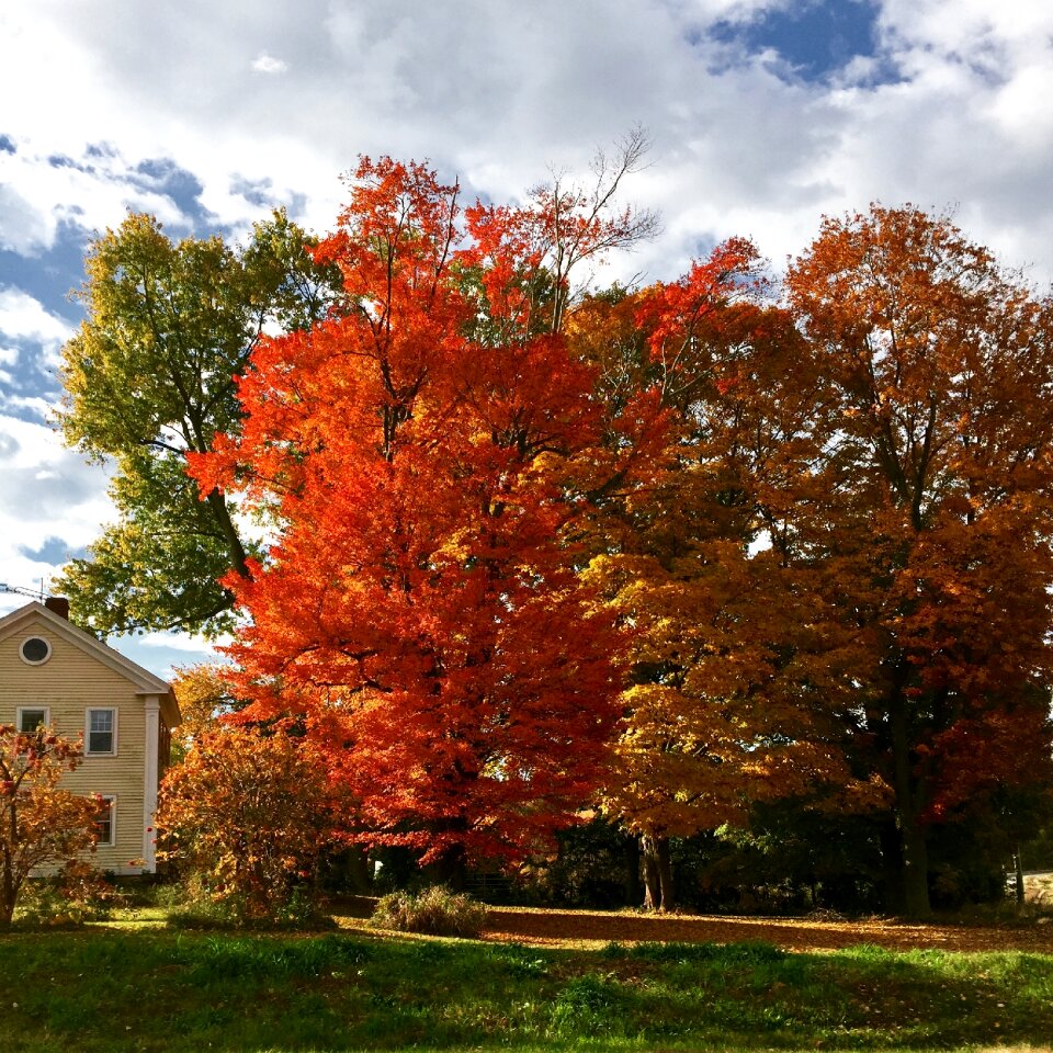 Season fall yellow photo