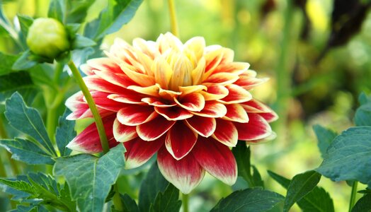 Nature petal orange