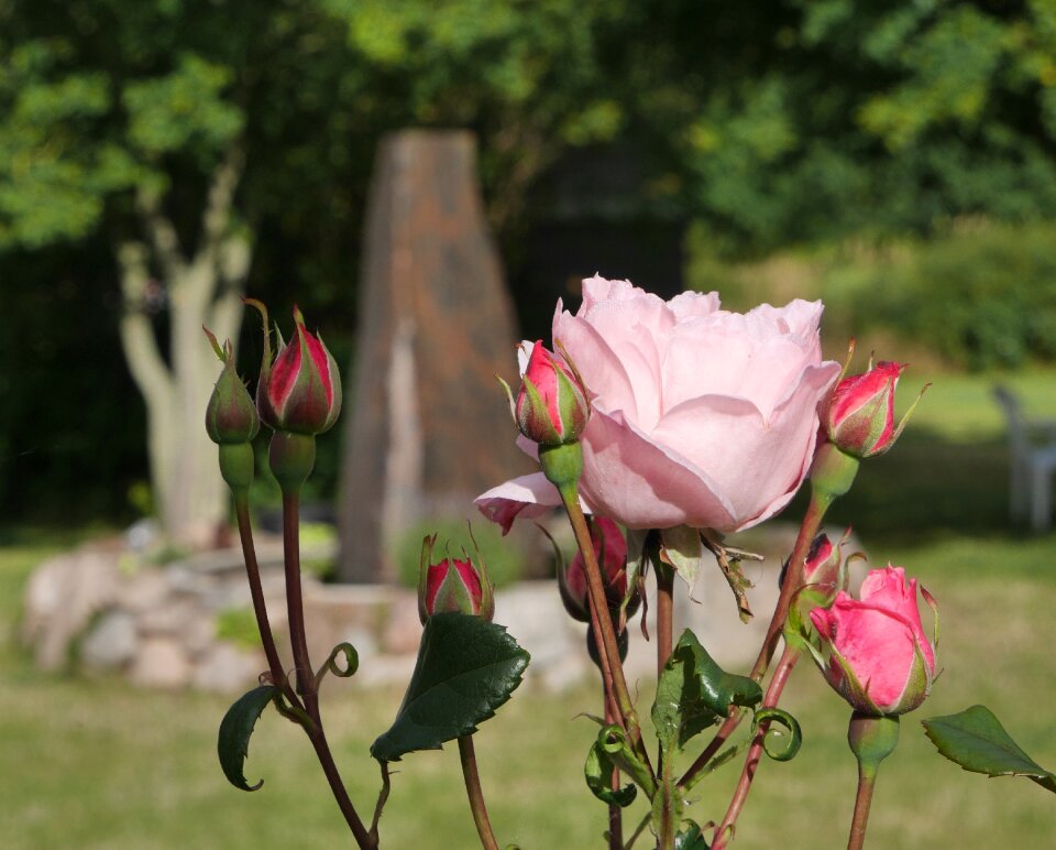 Pink flower petals
