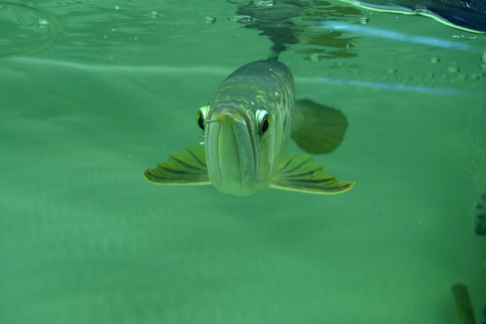 Arowana arowana vietnam Free photos