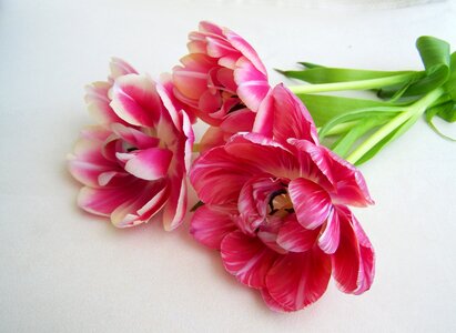 Tulip bouquet pink cut flower photo