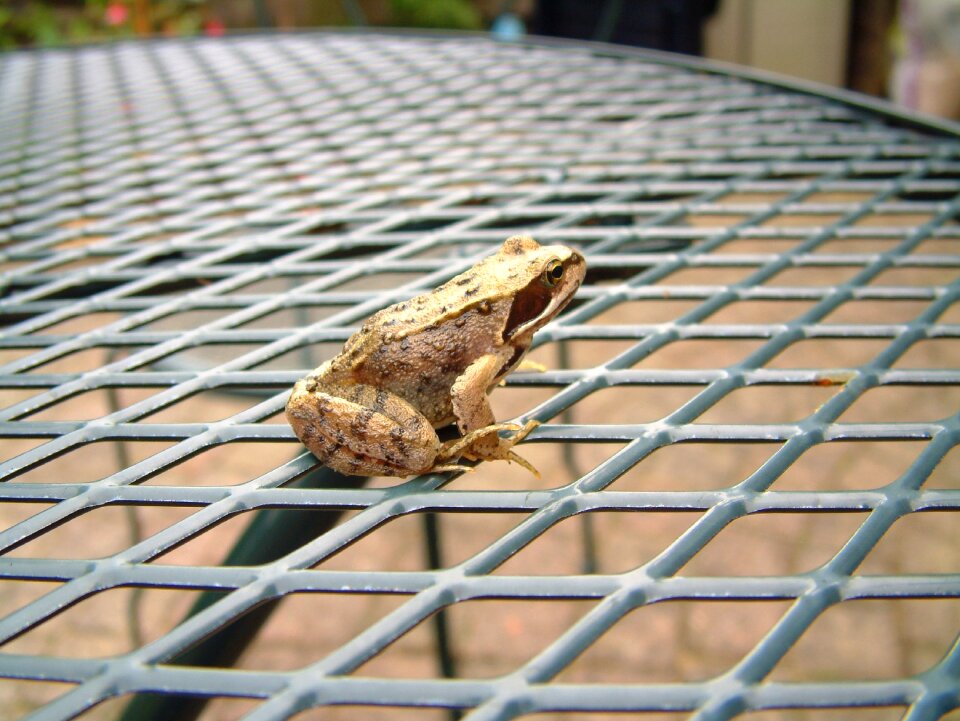 Frogs amphibian amphibians