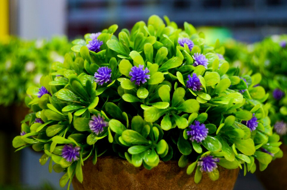 Green leaves small flower decorative photo