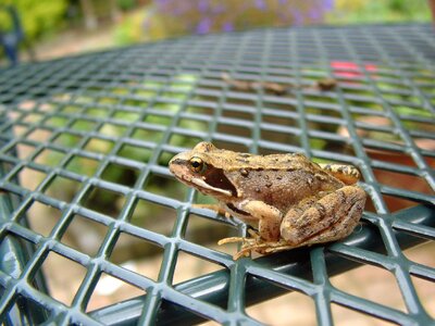 Rana rana temporaria amphibian photo